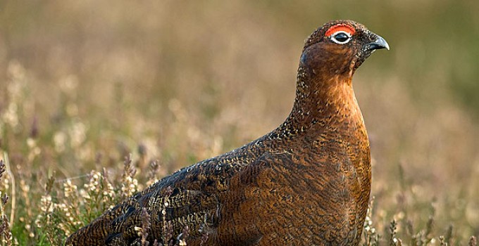 Tuesday haiku – Grouse Tuesday haiku – Grouse
