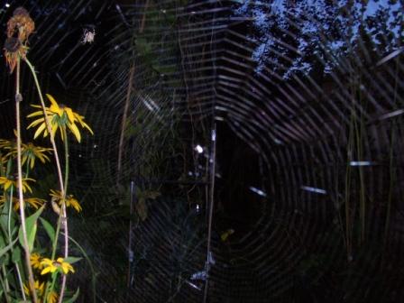 Garden spiders and webs web