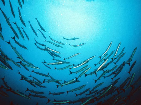 Flash Fiction Friday – Upwelling Flash Fiction Friday – Upwelling