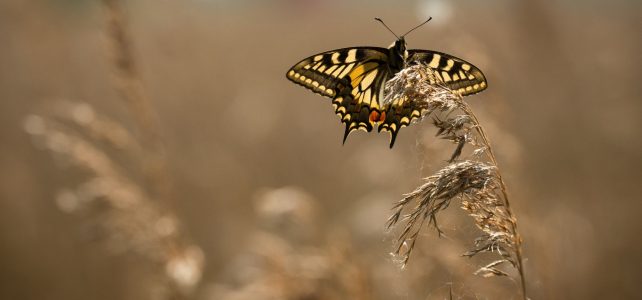 In search of a Swallowtail #30DaysWild swallowtail at Lakenheath