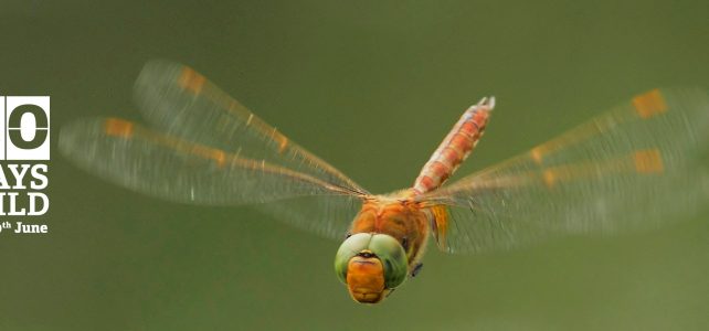 Norfolk Hawker Dragonfly #30DaysWild Norfolk Hawker banner NWT