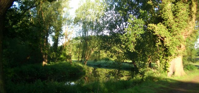 Reflections on my 30 Days Wild #30DaysWild Reflections
