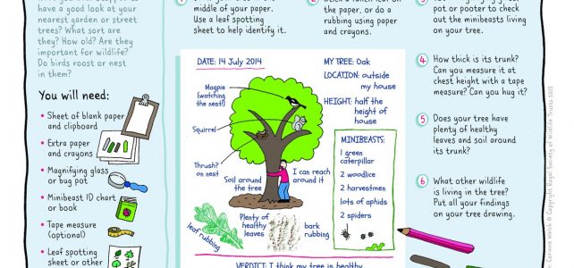 My Tree Survey: garden prunus #30DaysWild tree survey NWT