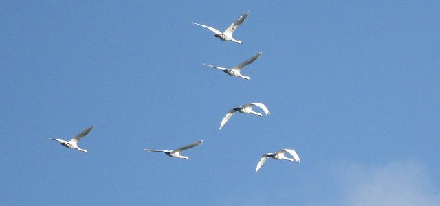 Six Swans a-sky-sailing #30DaysWild six swans