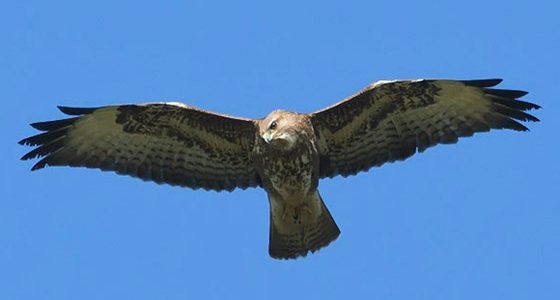 Random Act of Wildness – my first Wild Wednesday #StayWild common buzzard northeastwildlife.co.uk