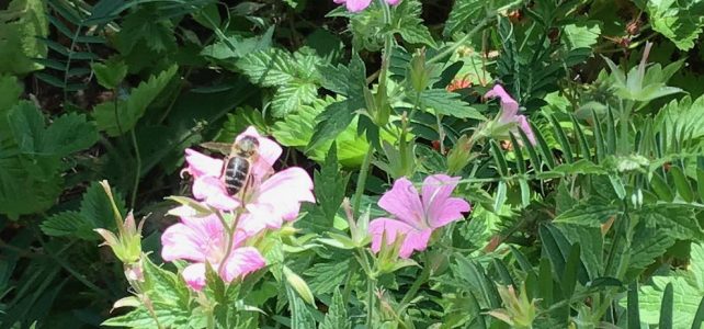 #30DaysWild | Final week round-up and reflections #30DaysWild | Final week round-up and reflections