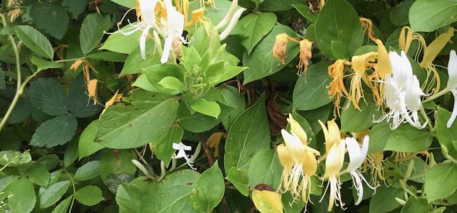 Not so Wild Weekend #30DaysWild honeysuckle