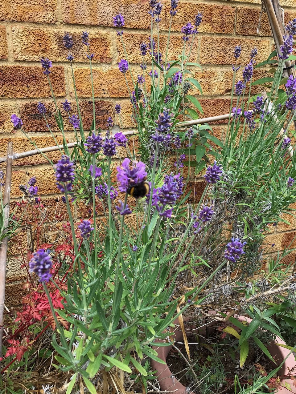 insect survey bumblebee-lavender