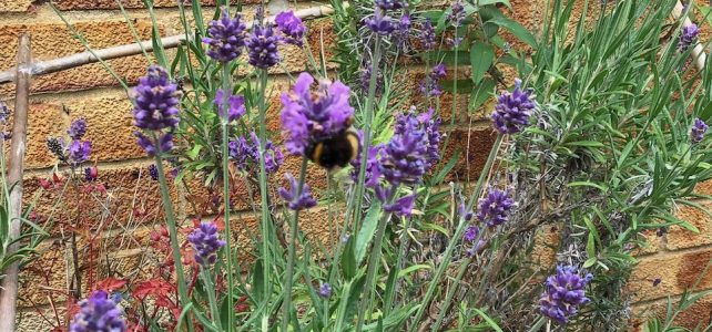 How about an Insect Survey? #30DaysWild bumblebee on lavneder