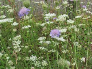 scabious and wild carrot