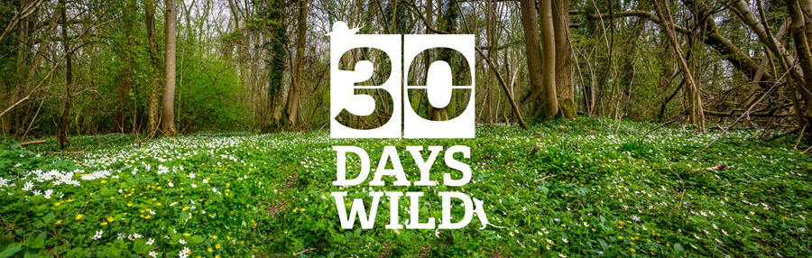30dayswild wood Not 30 Days
