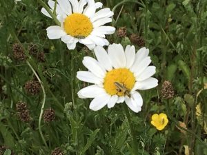 beetle on marguerite, comon buttercup in foreground