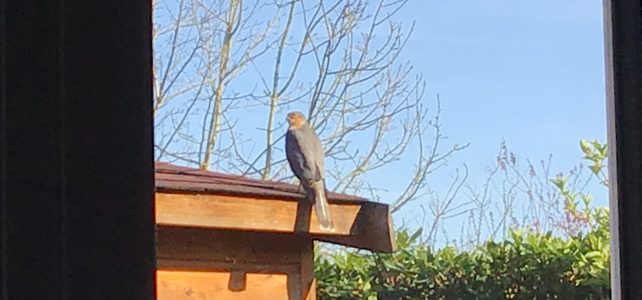 sparrowhawk from my office